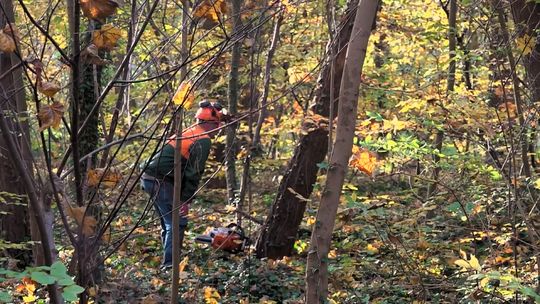 Mieszkańców Osiedla Gryfitów niepokoi częsta wycinka drzew w pobliskim lesie