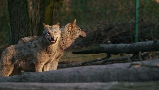 Mieszkańcy Przęsocina o wilkach, które coraz śmielej podchodzą do gospodarstw