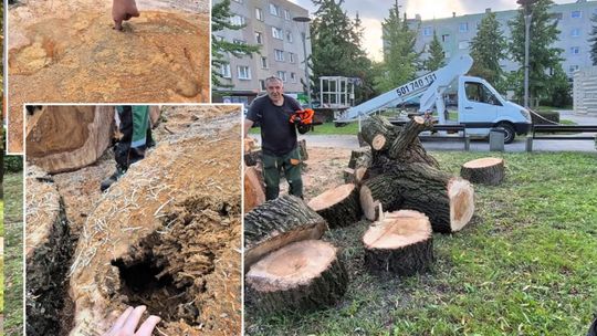 Spór o wierzbę na placu Chrobrego