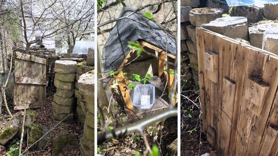 W Pilchowie pies zagryzł kota. Sprawą zajmuje się prokuratura