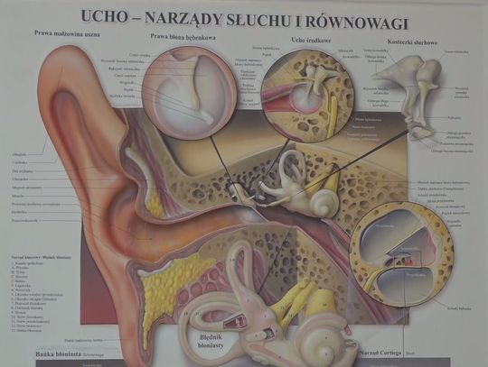 3 marca obchodziliśmy Międzynarodowy Dzień dla Ucha i Słuchu