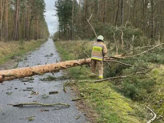 91 interwencji straży pożarnej w powiecie polickim w związku z wystąpieniem silnego wiatru