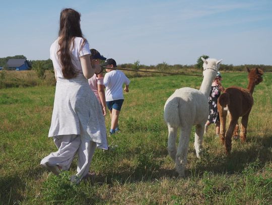 Alpakowe Zacisze - edukacja i terapia w towarzystwie alpak