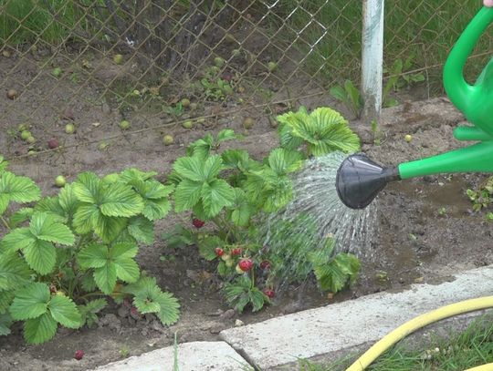 Deszczówka dobrym sposobem na oszczędzanie