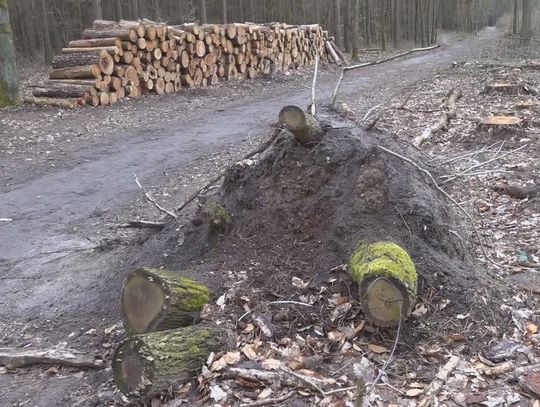 Dlaczego tyle drzew zostało wyciętych w ostatnim czasie? Nadleśnictwo odpowiada