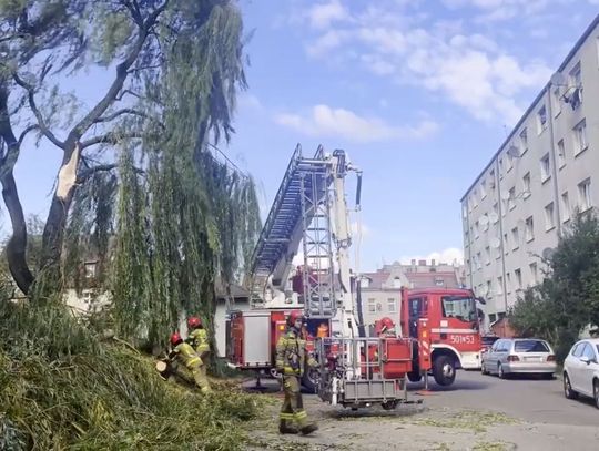 Gałęzie spadły na parking. Mieszkańcy ul. Rycerskiej mogą mówić o wielkim szczęściu