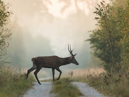 Jak zachować się podczas spotkania z dziką zwierzyną?