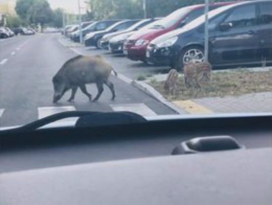 Kto spotyka w mieście dzika?