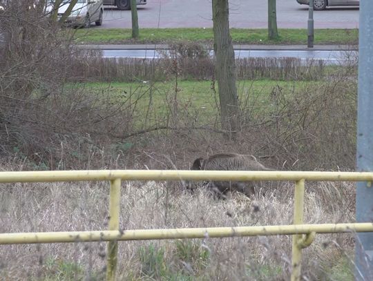 Ludzie próbują udomowić dzika w Policach. Czynią tym więcej szkody niż pożytku.