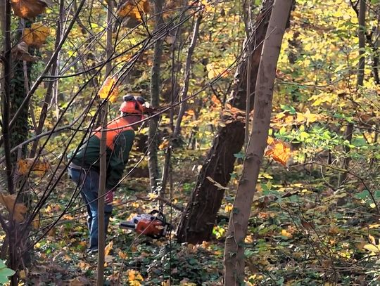 Mieszkańców Osiedla Gryfitów niepokoi częsta wycinka drzew w pobliskim lesie