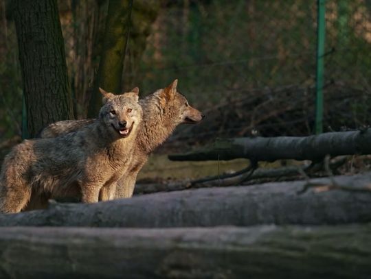 Mieszkańcy Przęsocina o wilkach, które coraz śmielej podchodzą do gospodarstw