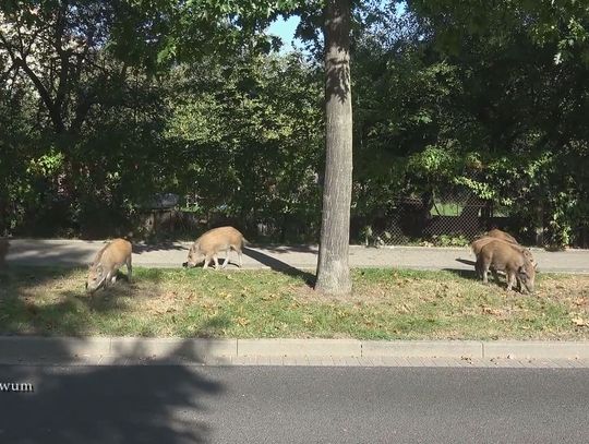 Mniej dzików w mieście. Co się z nimi stało?