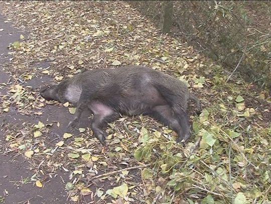 Na polskich drogach giną miliony dzikich zwierząt rocznie