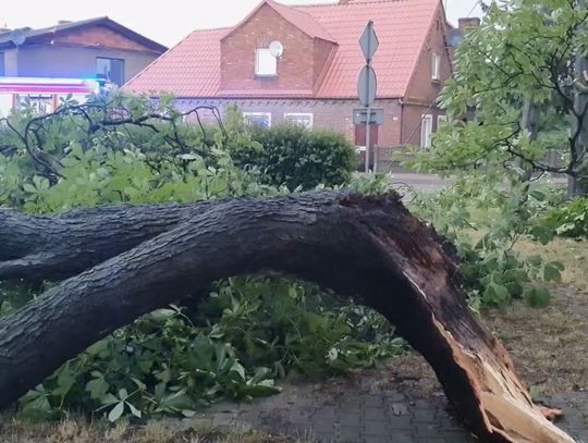 O włos od tragedii. 100-letnie drzewo runęło na zatokę autobusową