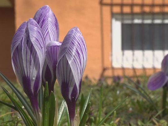 Pierwsze oznaki wiosny. Kto na nią czeka?