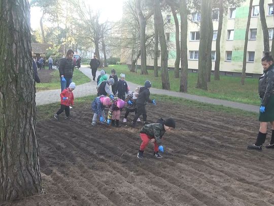 Pokoleniowe sadzenie drzew na polickich skwerach. Odbyła się pierwsza z pięciu gminnych akcji