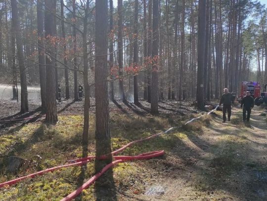 Pożar lasu w Dobieszczynie (23.04.2022)