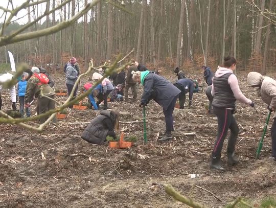 Pracownicy Grupy Azoty Police wraz z rodzinami wzięli udział w akcji zalesiania