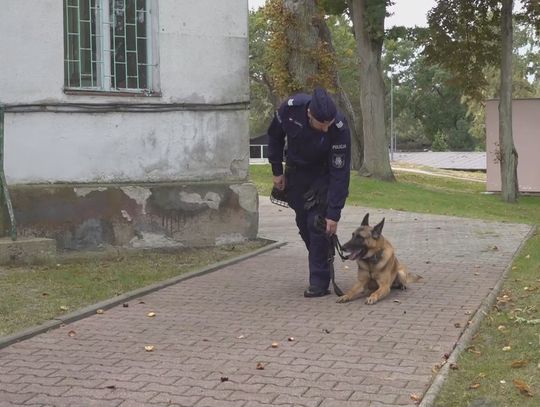 Psi patrol w wydaniu polickich psich funkcjonariuszy