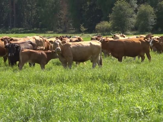 Rolnik z Tanowa nie szuka żony, lecz chwili wytchnienia. Hoduje krowy, konie i uprawia pole