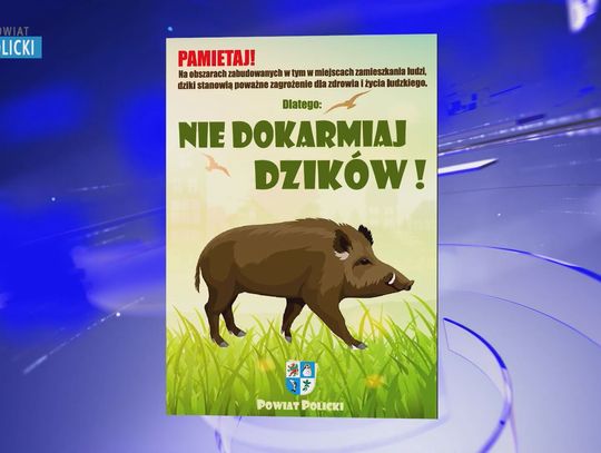 Rusza powiatowa kampania, związana z występowaniem dzików na terenach zamieszkałych