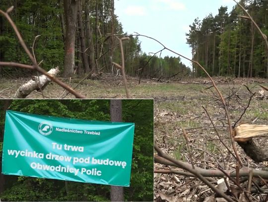 Ruszyła wycinka pod obwodnicę Polic Ruszyła wycinka pod obwodnicę Polic