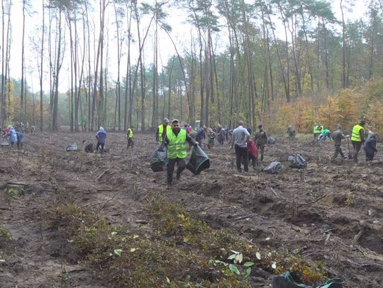 Sadzą w służbie ekologii