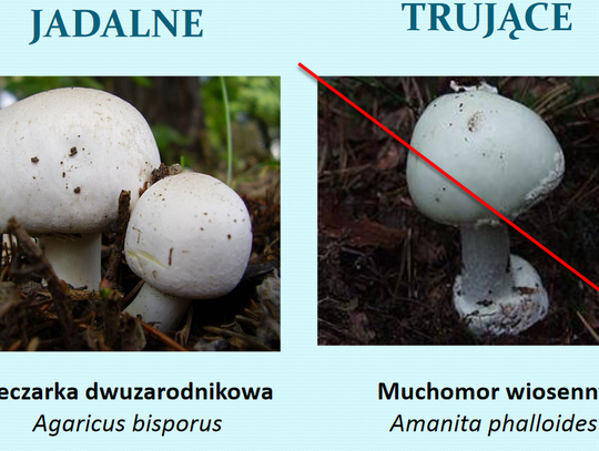 Sezon na grzyby rozpoczęty. Objawy zatrucia niejadalnym grzybem