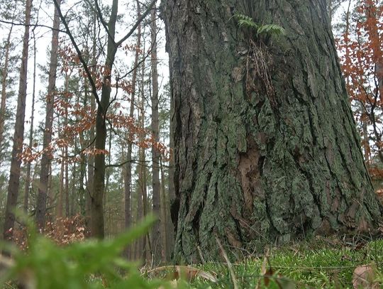 Tragiczny wypadek w Przęsocinie. Myśliwy postrzelił innego myśliwego