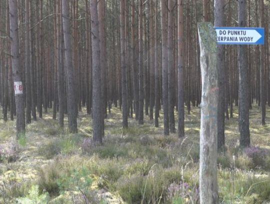 Trzeci stopień zagrożenia pożarowego w lasach