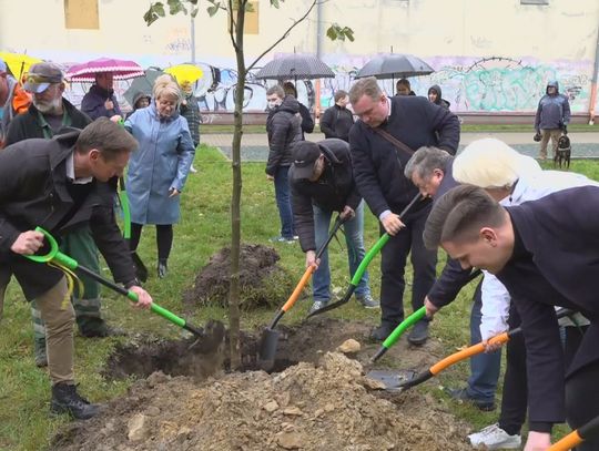 Uczniowie, samorządowcy i Marszałek Olgierd Geblewicz posadzili platany na terenie "ósemki"