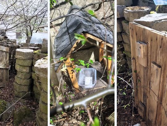 W Pilchowie pies zagryzł kota. Sprawą zajmuje się prokuratura