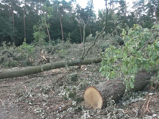 Wycinka za terenem ROD "Nad Grzepnicą"