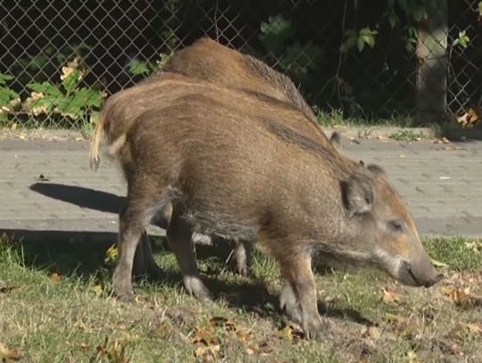 Wydano pozwolenie na odstrzał 40 dzików