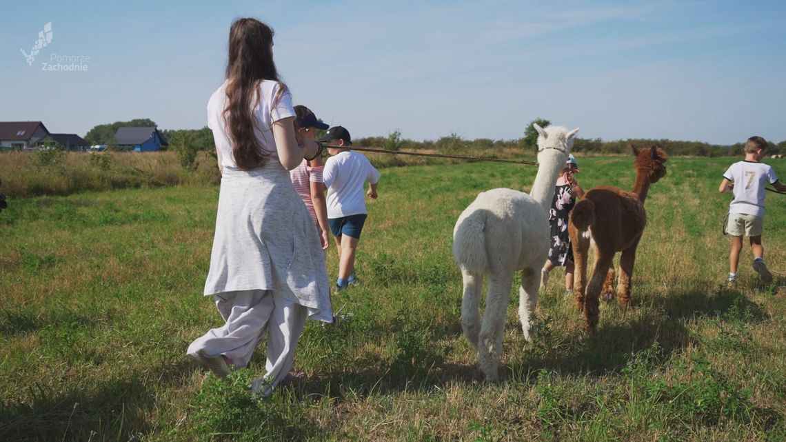 Alpakowe Zacisze - edukacja i terapia w towarzystwie alpak