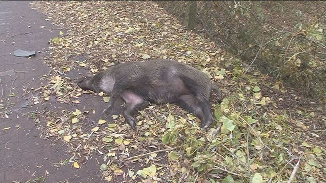 Na polskich drogach giną miliony dzikich zwierząt rocznie