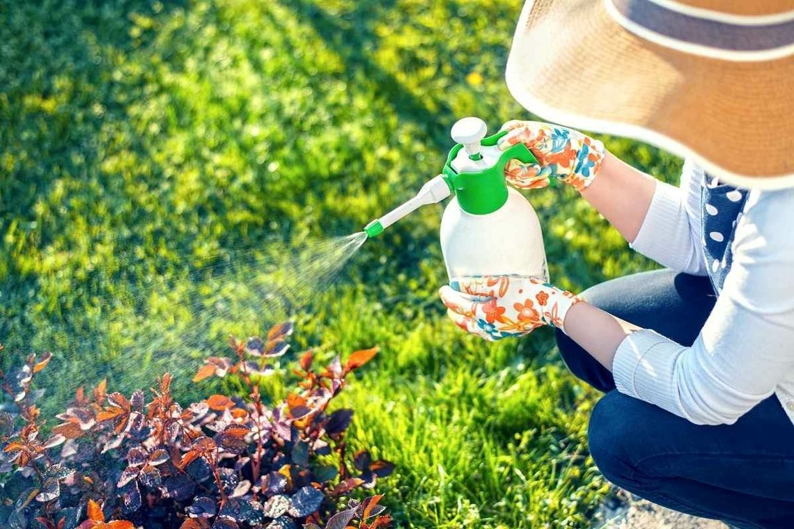 Naturalne opryski do ogrodu. Jak zapobiegać szkodnikom?