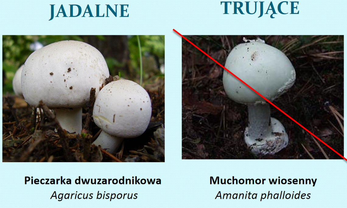 Sezon na grzyby rozpoczęty. Objawy zatrucia niejadalnym grzybem