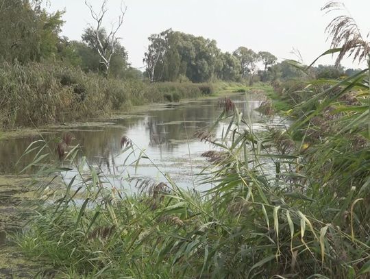 Starają się o wybieg dla psów